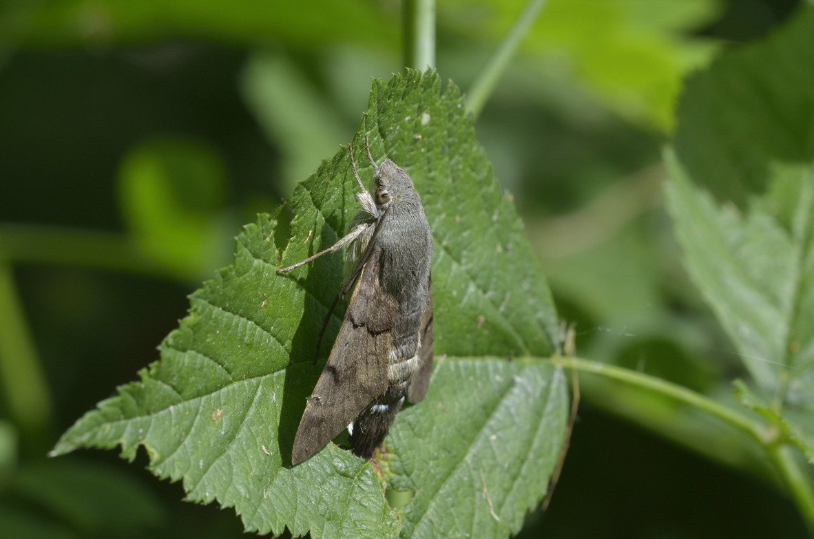 Macroglossum stellatarum a riposo